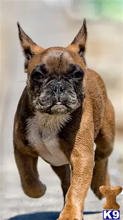 French Bulldog stud dog